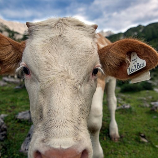 Several cows grazing peacefully on a lush green alpine meadow under a clear blue sky, surrounded by the scenic mountains of Tyrol during a hiking trail.