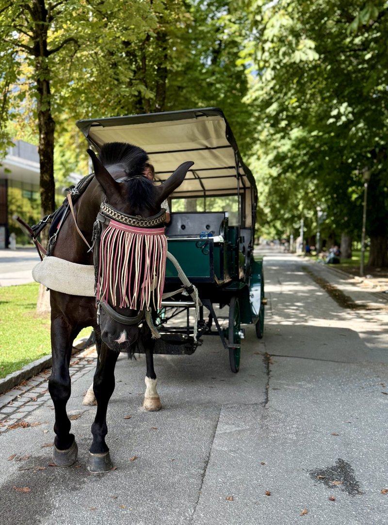 Pferdekutsche im Hofgarten Innsbruck – romantische Fahrt durch den historischen Park der Tiroler Landeshauptstadt