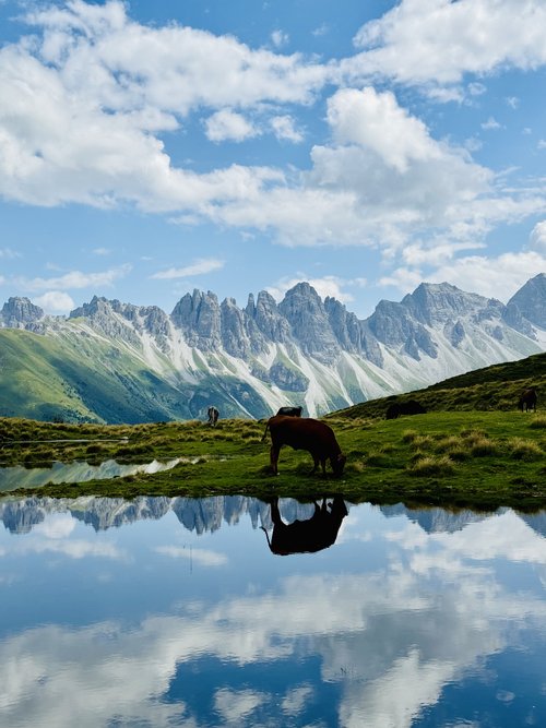 in idyllischer Blick auf die Kalkkögel bei Grinzens mit dem Salfeinssee im Vordergrund und einer Kuh auf der Alm – Natur, Ruhe und Bergpanorama für Ihren nächsten Tirol-Urlaub im Apart Elisabeth.