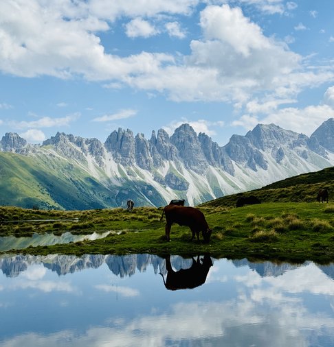 in idyllischer Blick auf die Kalkkögel bei Grinzens mit dem Salfeinssee im Vordergrund und einer Kuh auf der Alm – Natur, Ruhe und Bergpanorama für Ihren nächsten Tirol-Urlaub im Apart Elisabeth.