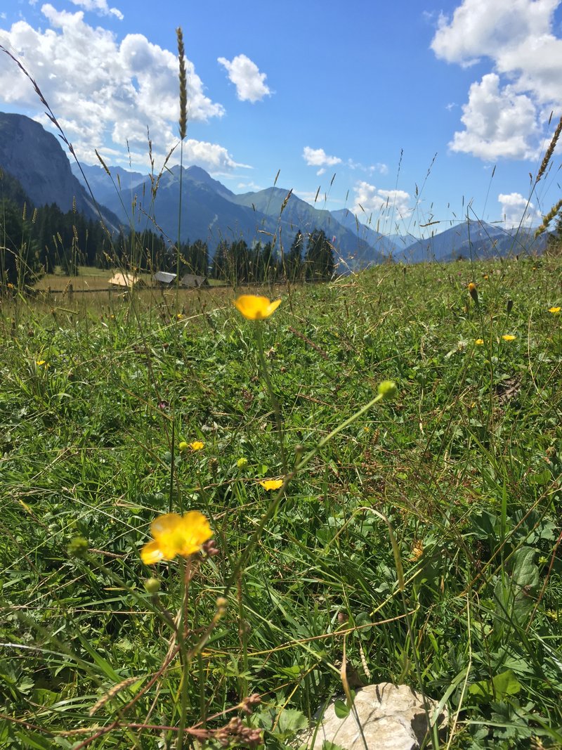 Wanderung über Almwiesen mit Blick auf die Gipfel rund um Mieming in Tirol