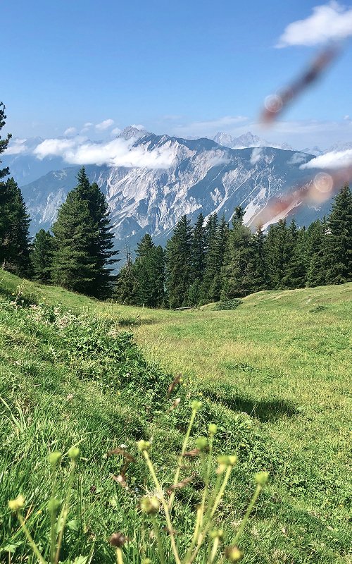 Blühende Sommerwiese mit Bergblick in Mieming, Tirol – Naturgenuss rund um das Apart Elisabeth.